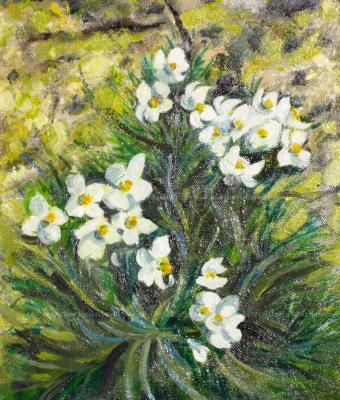 anemoni-valle-varaita