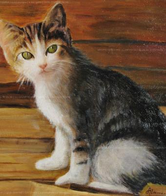 il-mio-gatto