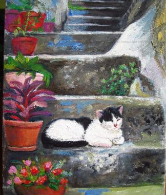 gatto-d-abruzzo
