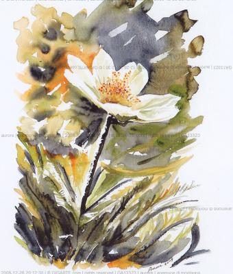 anemone-di-montagna