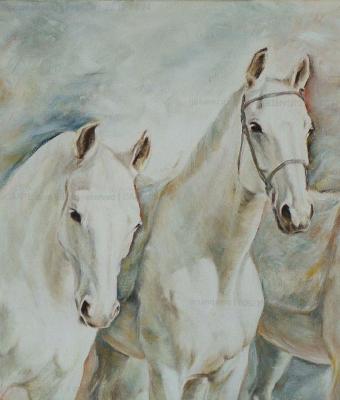 4-cavalli-bianchi-in-attesa