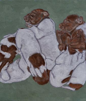 sette-cuccioli-di-bracco-tedes