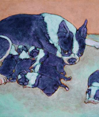 boston-terrier-maternity-xv