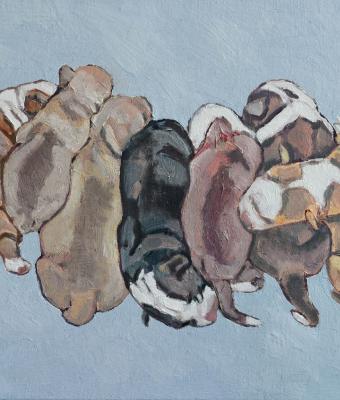 eleven-american-bulldog-puppie