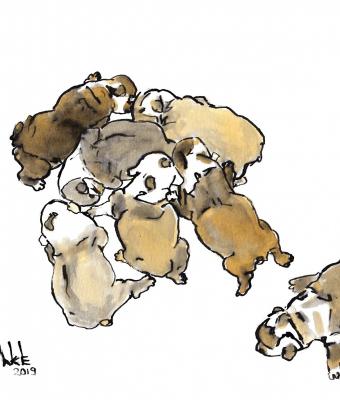 cuccioli-di-bulldog-inglese
