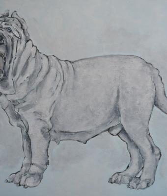 mastino-gris
