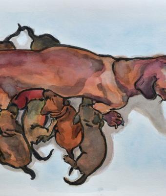 dachshound-teckel-maternity