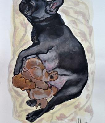black-french-bulldog-maternity