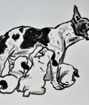 french-bouledogue-maternityin