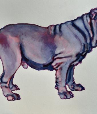 mastino-viola