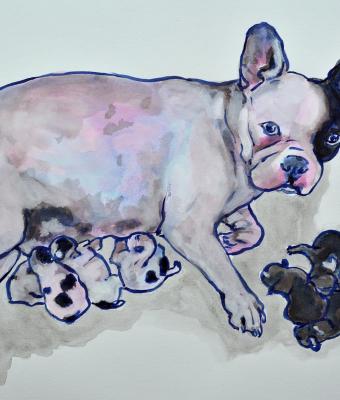 french-bouledogue-maternity-c