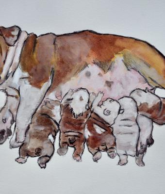 english-bully-maternity-charc