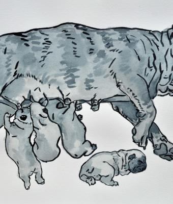 bouledogue-franais-maternity