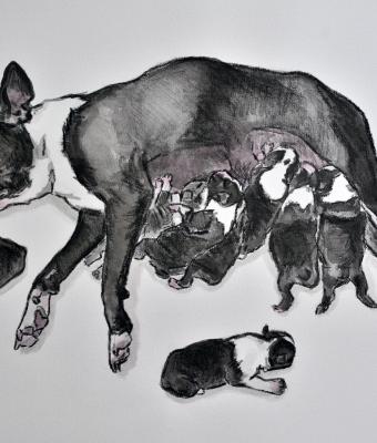 boston-terrier-maternity-cha