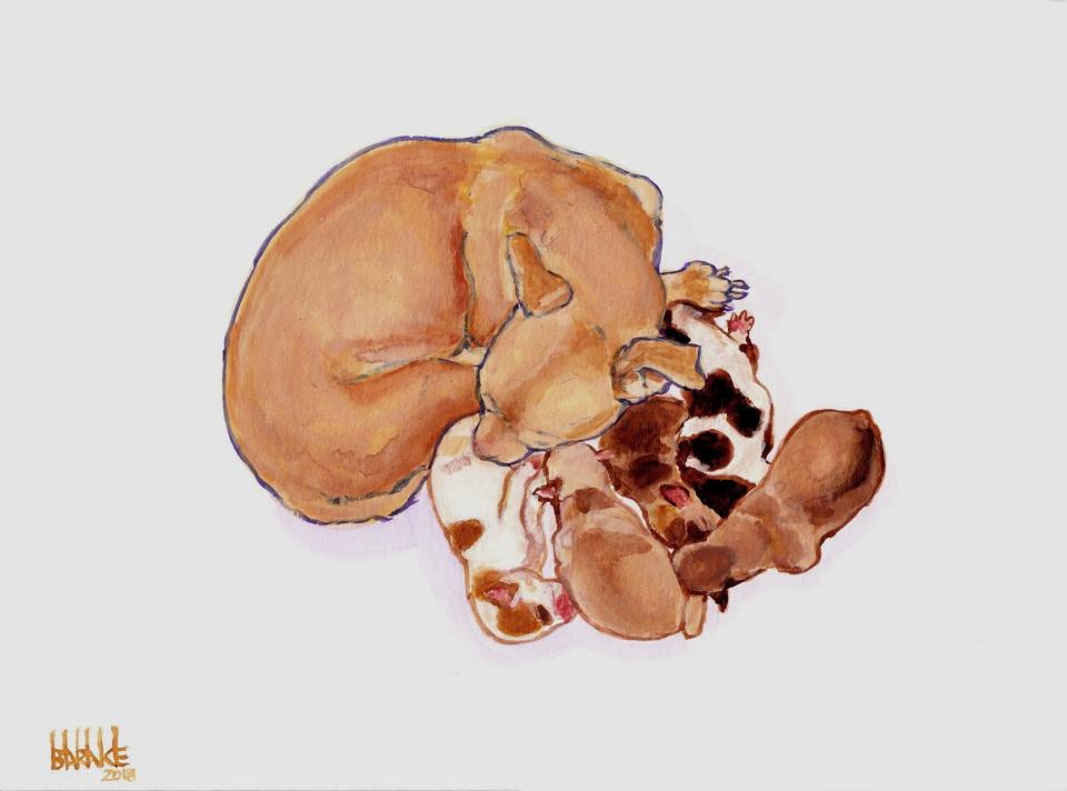chihuahua-maternity-study