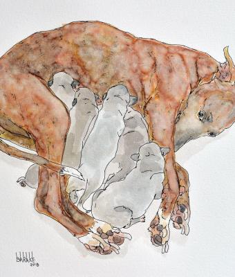 whippet-maternity-ii