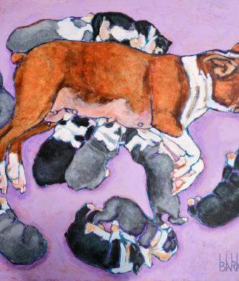 boston-terrier-maternity-xiv