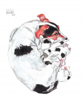 jack-russell-terrier-maternity