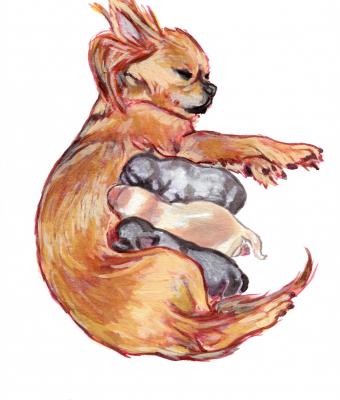 long-coated-chihuahua-maternit