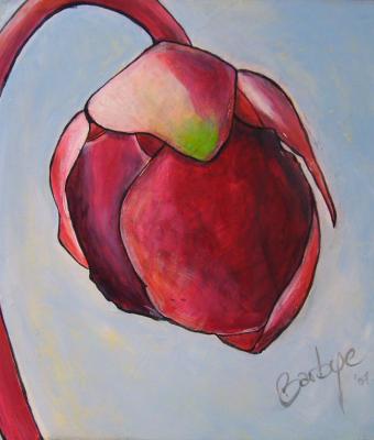 fiore-di-spsittacina