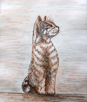 gatto