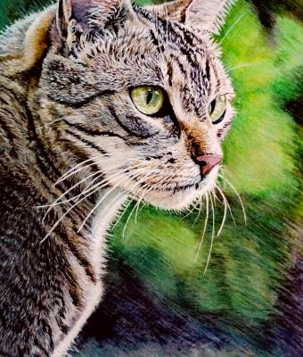 trilli-il-gatto