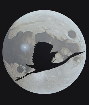 in-volo
