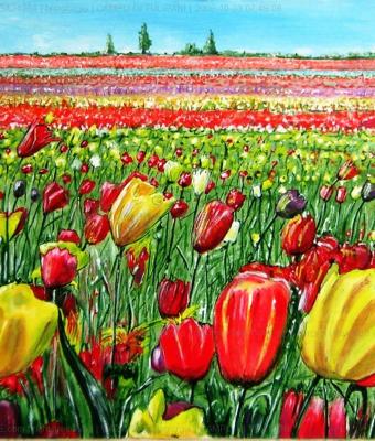 campo-di-tulipani