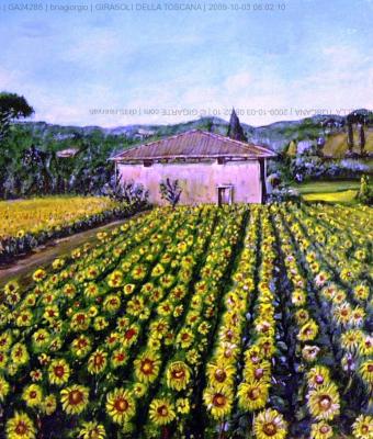 girasoli-della-toscana