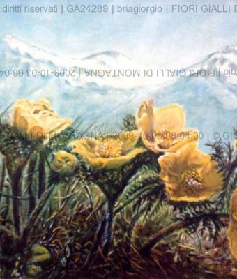 fiori-gialli-di-montagna