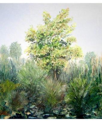 carpino