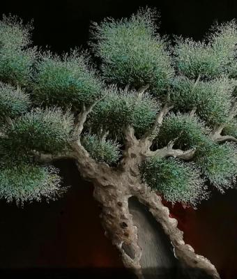 black-olive-tree