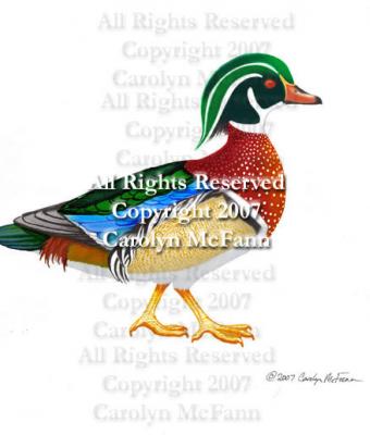 wood-duck