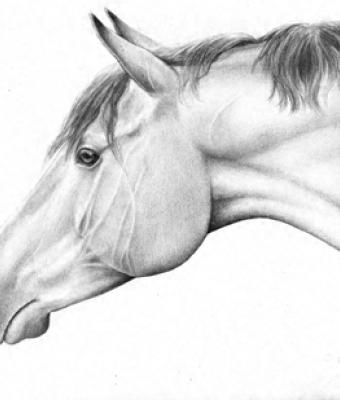big-bay-show-horse