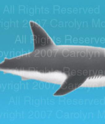 great-white-shark