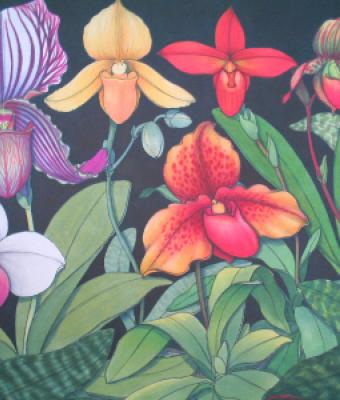 lady-slipper-orchids