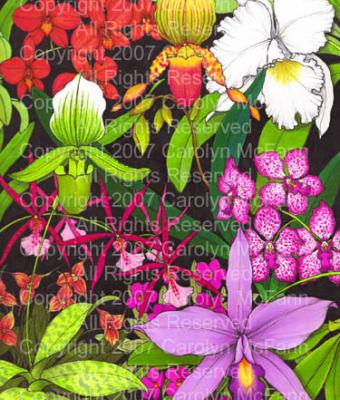 orchidea