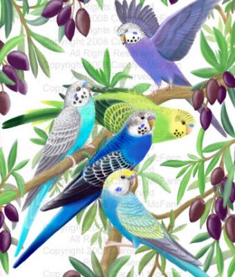 budgerigars-in-olive-tree