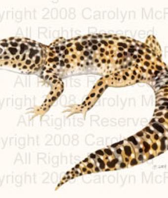 leopard-gecko
