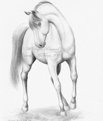 show-horse-at-rest