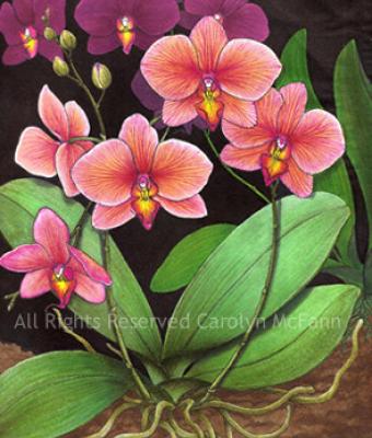 phalaenopsis-orchid-study