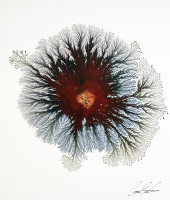 the-rose-explosion