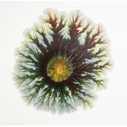 explosive-autumn
