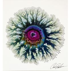 the-eye-of-nature