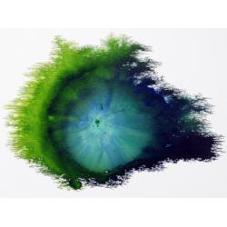 eclipsed-explosion
