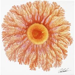 explosion-in-red