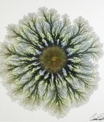 nature-explosion