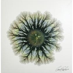 explosion-of-nature