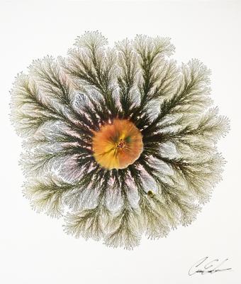 autumn-explosion