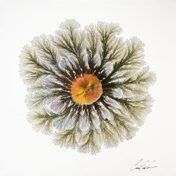 autumn-explosion
